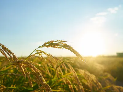 Agriculture