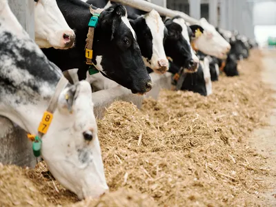 Animal Feed